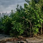 Why Miyawaki Forests in India Often Fall Short on Native Biodiversity
