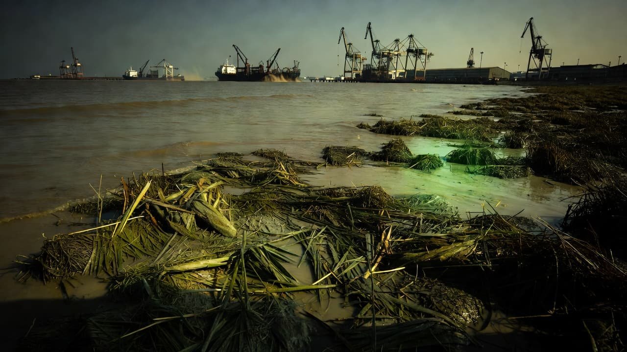A dredging ship operates near a massive industrial port facility in murky water. In the foreground, fragmented roots and uprooted seagrass lie scattered across the sandy, tide-washed coastal shoreline.