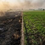 An aerial split view of a burned agricultural field beside a healthy green crop.