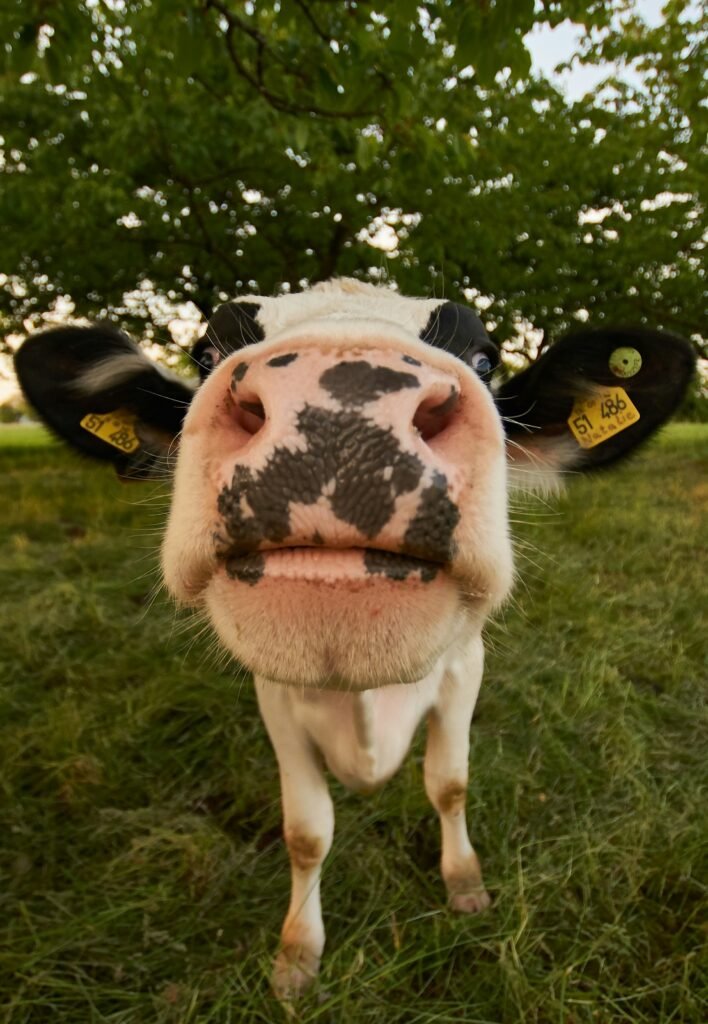 “Humane Exploitation” is a Myth: The Dairy Paradox and the Labels We Hide Behind