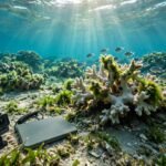 Indian coral reefs