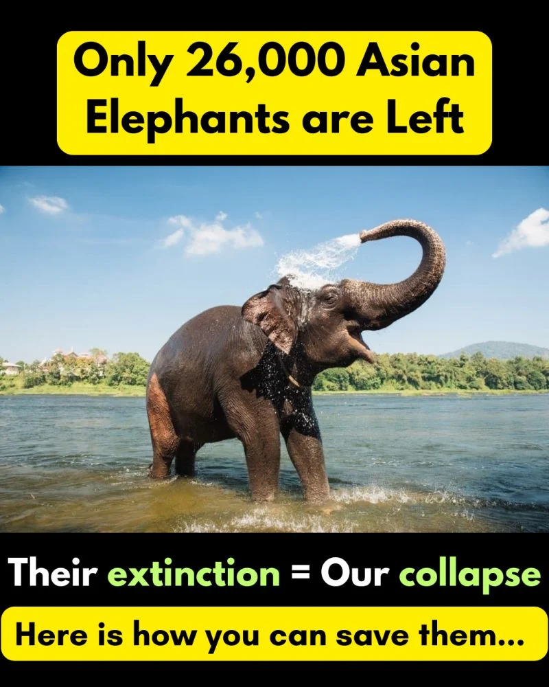 India’s “Forest Gardeners” Are Running Out of Time 🌳🐘