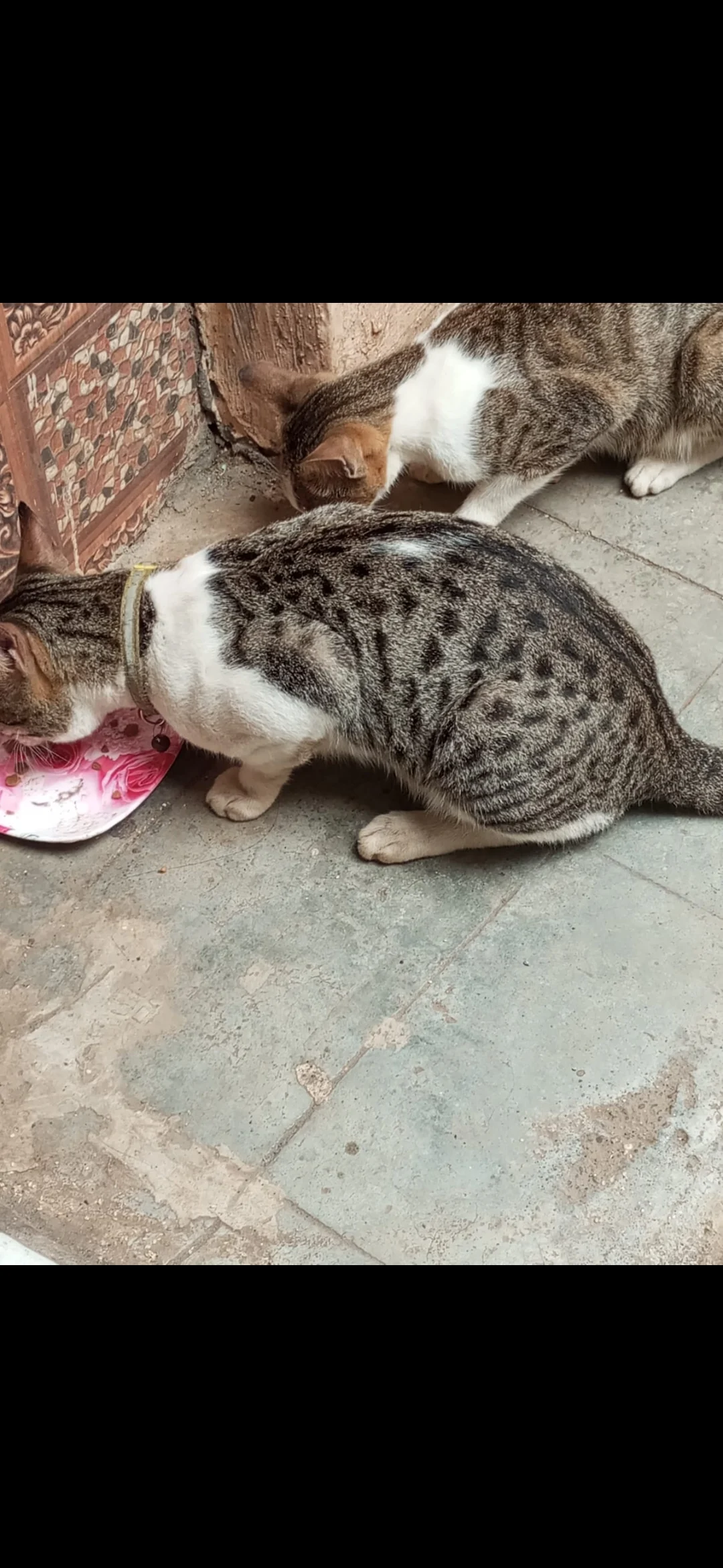 My eco-action for the Community Showcase: I took a small step towards community animal welfare by feeding and caring